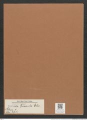 Navicula fuscula Ehr. (de-Toni-Nr.: Genus 1, Species 395) Zeichnungen Sammlung Grunow Mappe 00360 (Herbarium_W_Grunow_drawings_Folder_00360)